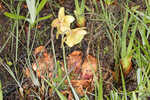 Purple pitcherplant